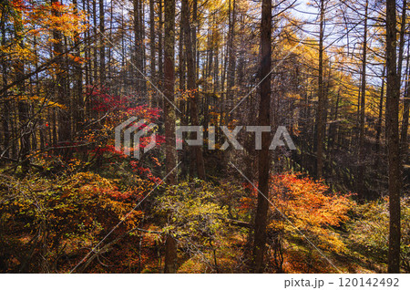 秋のカラマツ林と紅葉　松本市 120142492