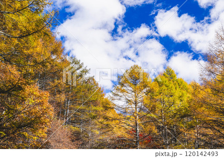 カラマツの黄葉　松本市 120142493