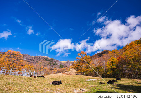 秋の美ヶ原　三城牧場 120142496