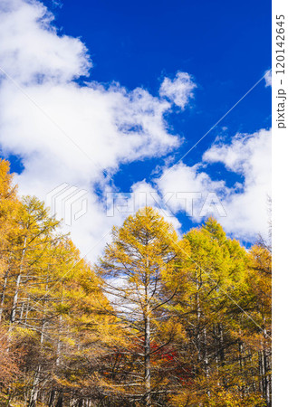 美ヶ原高原　青空とカラマツの紅葉 120142645