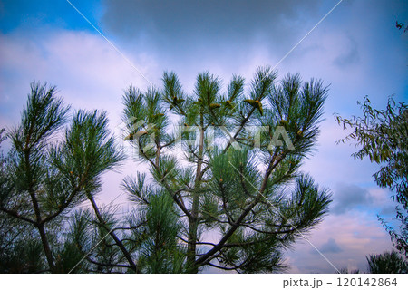 Pine tree against a cloudy sky. An evergreen coniferous tree - a pine tree, with many cones. In the background is a beautiful, cloudy sky. Pine tree against a cloudy sky. An evergreen coniferous tree - a pine tree, with many cones. In the background is a beautiful, cloudy sky. 120142864