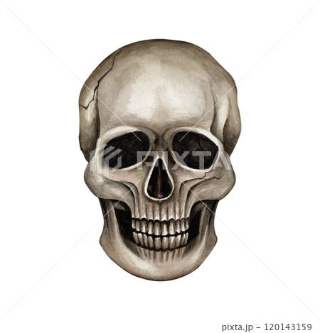 Human skull from the front. Watercolor isolated illustration on the white background. The skull can be used in textile patterns, on T-shirts, in compositions with flowers and insects, for Halloween 120143159