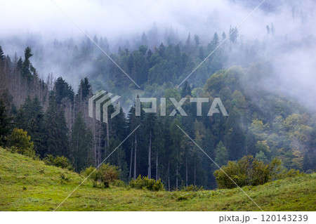 Misty landscape with fir forest trees 120143239