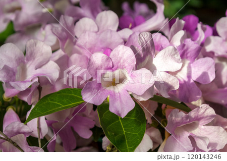 別名でニンニクカズラと呼ばれるガーリックバイン 120143246