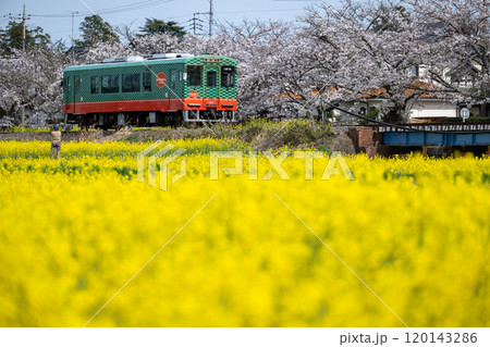 栃木県/満開の桜と菜の花の中を走る真岡鐵道真岡線の車両 栃木県/満開の桜と菜の花の中を走る真岡鐵道真岡線の車両 120143286