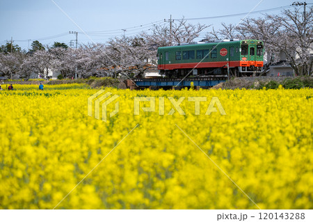 栃木県/満開の桜と菜の花の中を走る真岡鐵道真岡線の車両 120143288