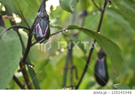家庭菜園、新鮮なナス 家庭菜園、新鮮なナス 120143348
