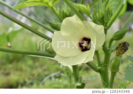 淡い黄色のオクラの花　 120143349