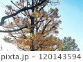 青空とイチョウの木　イチョウ 120143594