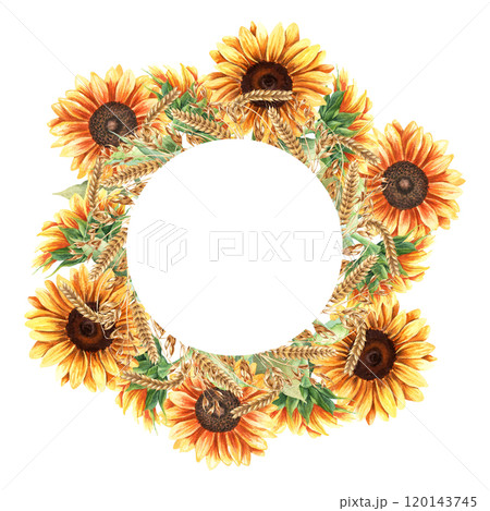 Round composition, wreath, frame, template with yellow sunflower blooms, oat branches and ears of wheat, cereal. Hand drawn watercolor illustration isolated on white. For clip art cards label package Round composition, wreath, frame, template with yellow sunflower blooms, oat branches and ears of wheat, cereal. Hand drawn watercolor illustration isolated on white. For clip art cards label package 120143745