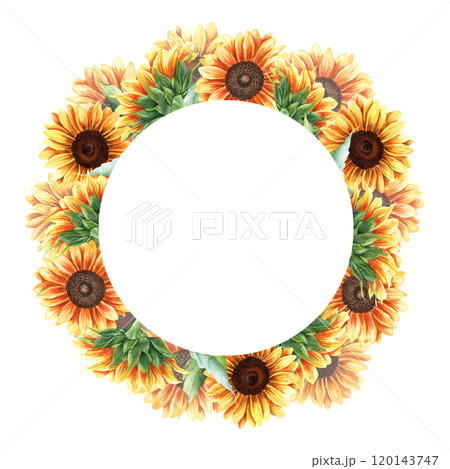 Watercolor round composition, frame, template with yellow sunflowers, vibrant plants. Hand drawn botanical illustration isolated on white background. For greeting card invitation clip art sticker Watercolor round composition, frame, template with yellow sunflowers, vibrant plants. Hand drawn botanical illustration isolated on white background. For greeting card invitation clip art sticker 120143747