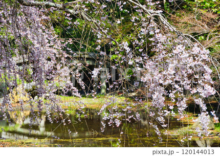 京都御苑 近衛邸跡の糸桜(枝垂桜)(京都府京都市上京区) 京都御苑 近衛邸跡の糸桜(枝垂桜)(京都府京都市上京区) 120144013