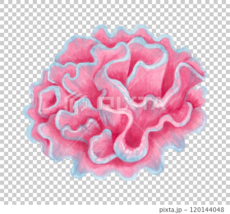 Hard pink coral reef. Watercolor and marker illustrations. Ocean wildlife. Hand drawn isolated art. Aquatic ecosystem. Underwater seabed animal for cosmetics packaging design, travel guides. 120144048