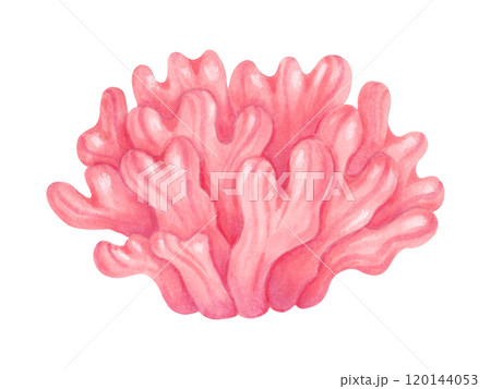 Soft pink coral reef. Watercolor and marker illustrations. Ocean wildlife. Hand drawn isolated art. Aquatic ecosystem. Underwater animal of the seabed for tourism industry, pharmaceuticals, cosmetics. 120144053