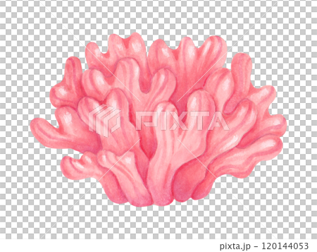 Soft pink coral reef. Watercolor and marker illustrations. Ocean wildlife. Hand drawn isolated art. Aquatic ecosystem. Underwater animal of the seabed for tourism industry, pharmaceuticals, cosmetics. 120144053