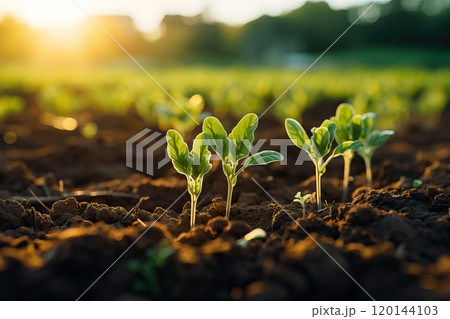 A small sprouted plant from the soil is illuminated by the sun's rays. A small sprouted plant from the soil is illuminated by the sun's rays. 120144103