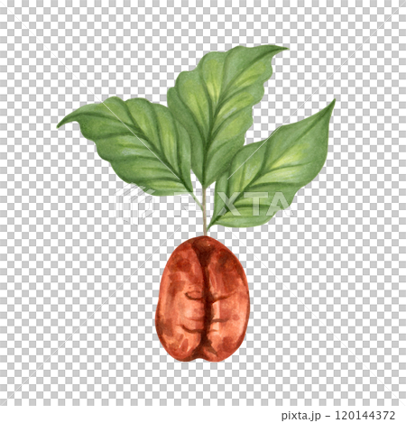 Coffee bean with sprouted coffee leaves. Watercolor and marker illustration. Aroma of Robusta and Arabica varieties. Hand drawn isolated art. International Coffee Day. Harvesting, production. 120144372