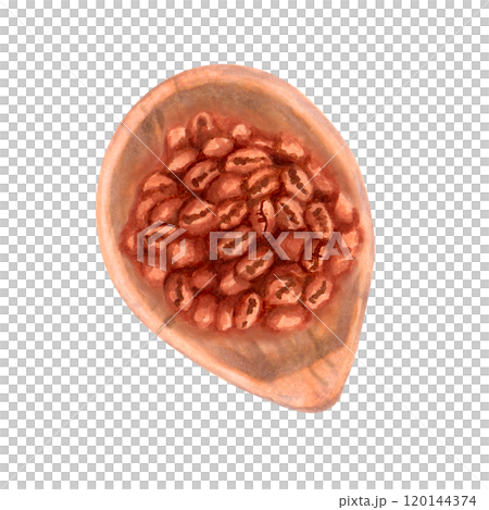 Wooden spoon with coffee beans. Top view. Watercolor and marker illustration. Robusta and Arabica flavored seeds. Hand drawn isolated art. International Coffee Day. Aromatic drink. 120144374