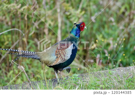 キジ pheasant / Japan 120144385