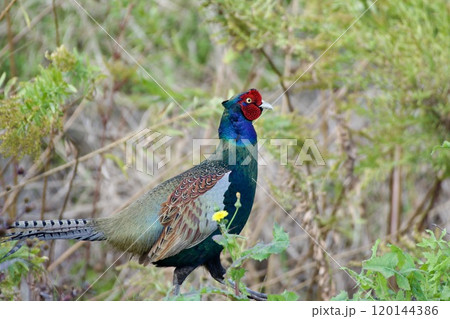 キジ pheasant / Japan キジ pheasant / Japan 120144386