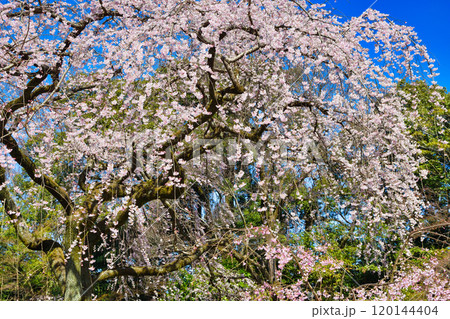 京都御苑　近衛邸跡の糸桜（枝垂桜）（京都府京都市上京区） 120144404