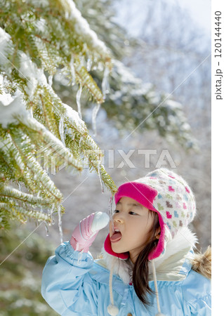 枝から垂れ下がったつららを舐める女の子 120144440