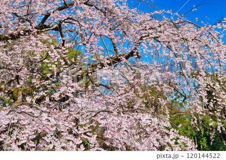 京都御苑　近衛邸跡の糸桜（枝垂桜）（京都府京都市上京区） 120144522