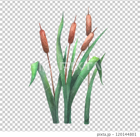 Watercolor reed, cattail, lake grass, hand drawn isolated illustration. Wetland drawing Watercolor reed, cattail, lake grass, hand drawn isolated illustration. Wetland drawing 120144801