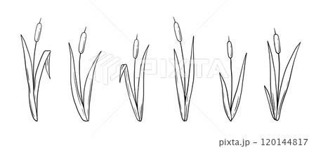 Outline reed plant, line wetland cattail, lake grass, hand drawn doodle isolated illustrations set 120144817