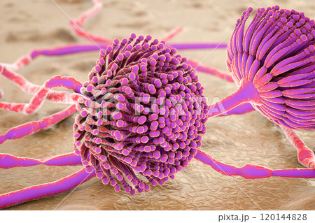 Black mold fungi 120144828