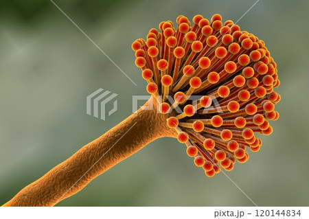 Black mold fungi 120144834