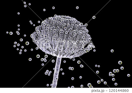 Fungi Aspergillus, black mold 120144860