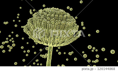 Fungi Aspergillus, black mold 120144868