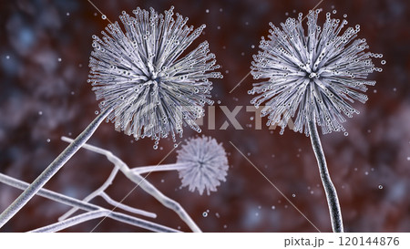 Fungi Aspergillus niger, black mold that produce aflatoxins and cause pulmonary infection aspergillosis Fungi Aspergillus niger, black mold that produce aflatoxins and cause pulmonary infection aspergillosis 120144876