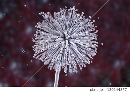 Fungi Aspergillus niger, black mold that produce aflatoxins and cause pulmonary infection aspergillosis 120144877