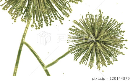 Fungi Aspergillus niger, black mold that produce aflatoxins and cause pulmonary infection aspergillosis 120144879