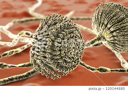 Black mold fungi 120144880