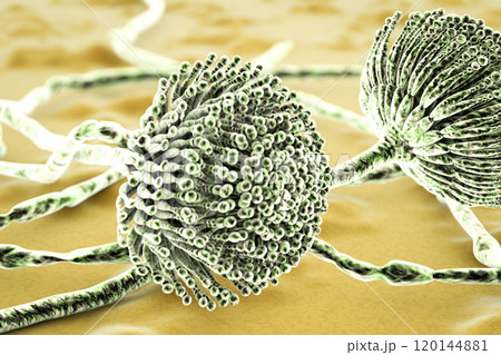 Black mold fungi 120144881