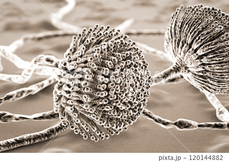 Black mold fungi Black mold fungi 120144882