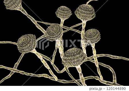 Fungi Aspergillus, black mold 120144890
