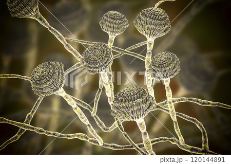 Fungi Aspergillus, black mold 120144891