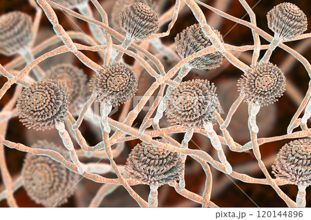 Fungi Aspergillus, black mold Fungi Aspergillus, black mold 120144896