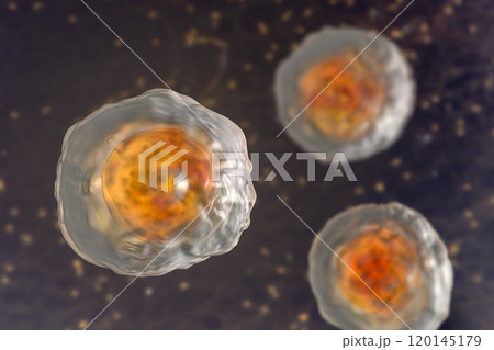 Ascaris lumbricoides fertilized egg, illustration 120145179