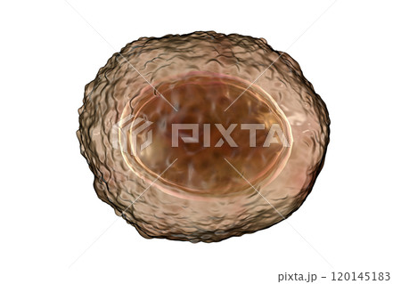 Ascaris lumbricoides unfertilized egg, illustration 120145183