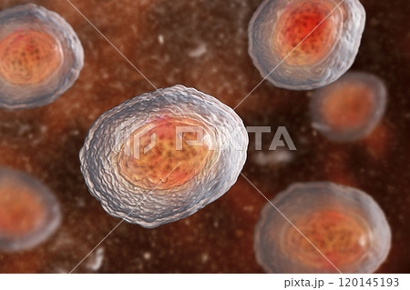 Ascaris lumbricoides unfertilized egg, illustration Ascaris lumbricoides unfertilized egg, illustration 120145193