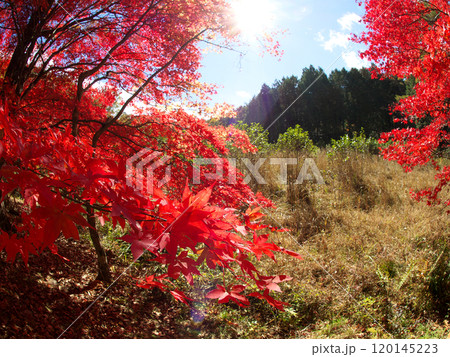 紅葉の始まった木々 120145223