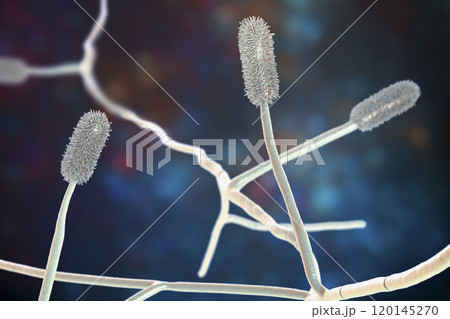 Aspergillus clavatus mold fungi, 3D illustration 120145270