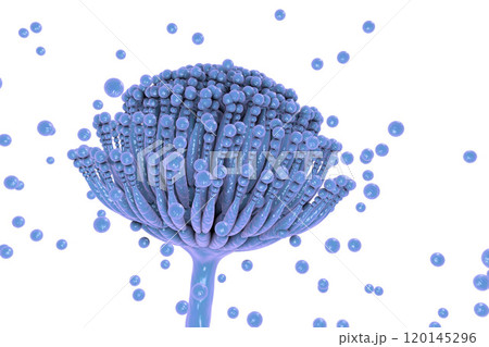 Black mold fungi Aspergillus Black mold fungi Aspergillus 120145296