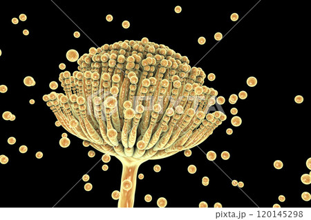 Black mold fungi Aspergillus 120145298