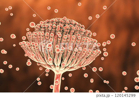 Black mold fungi Aspergillus 120145299